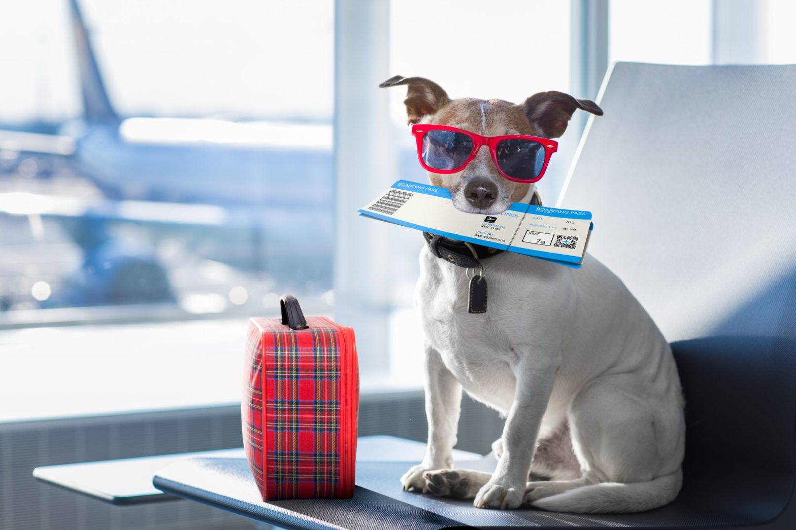 Tips for Traveling with Pets